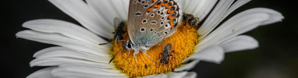 Drittes Projekttreffen am JKI Braunschweig